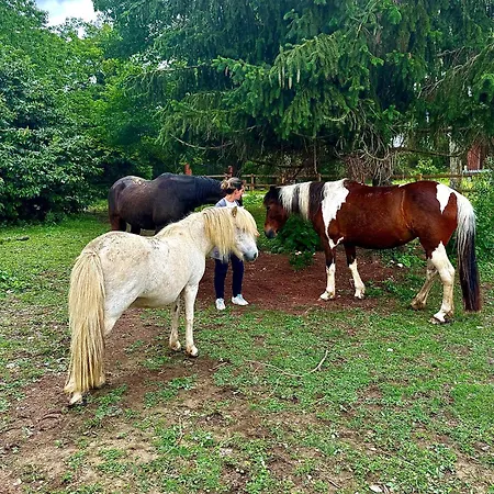 Bed & Breakfast Relais Daia